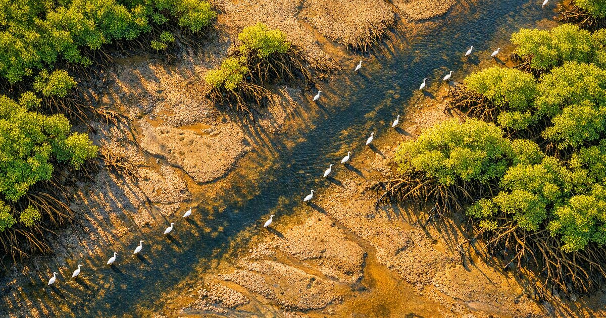Understanding Organisms and their environment: IGCSE Biology Explained