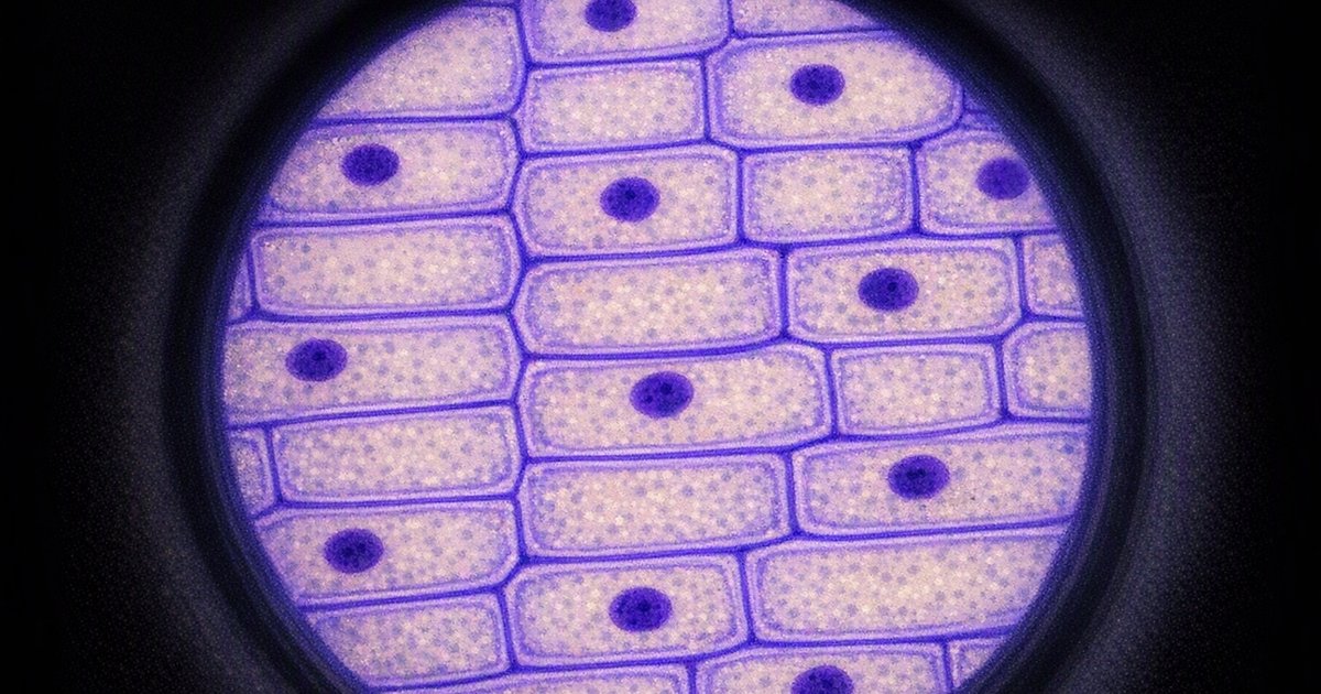 Understanding Organisation of the organism: IGCSE Biology Explained