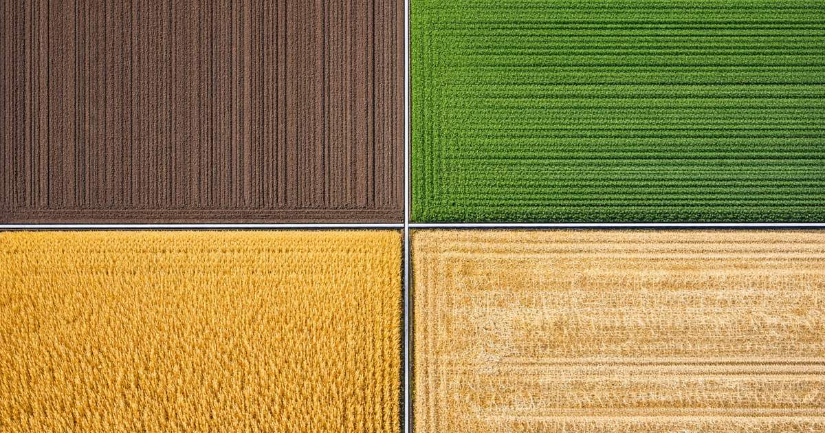 What Is Food Production And Crop Yield? A Visual Guide for IGCSE Environmental Management Students