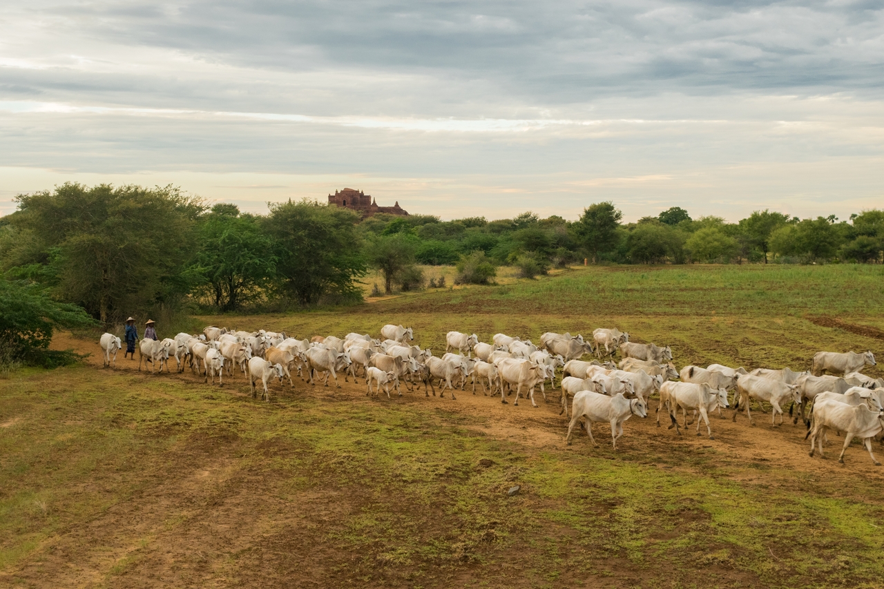 Animal Husbandry